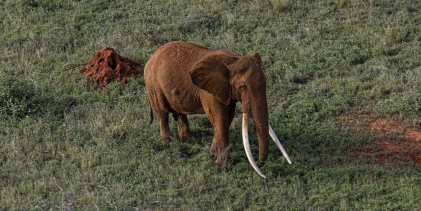 Jan2026 Tsavo Trust Monthly Report