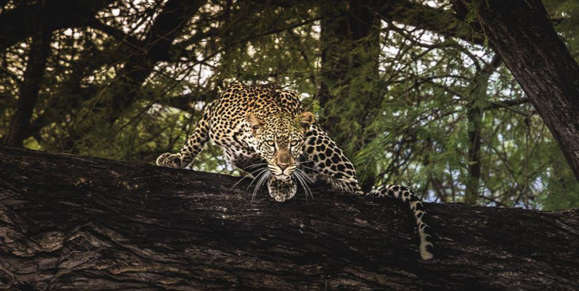 FEBRUARY 2026 Tsavo Trust Monthly Report