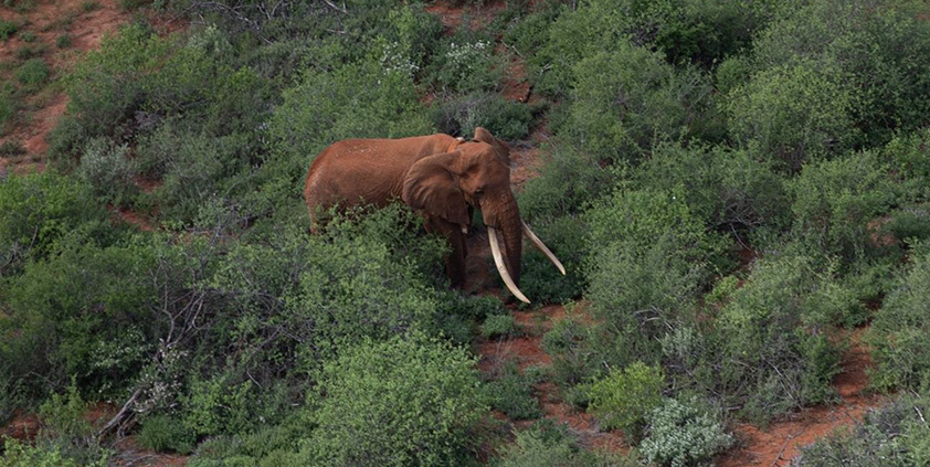 March2026 Tsavo Trust Monthly Report