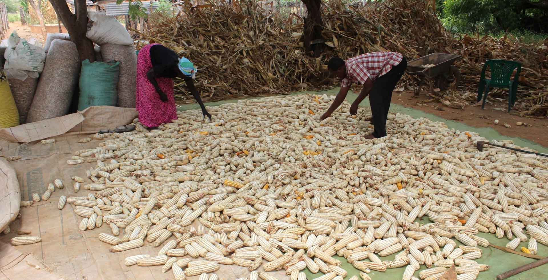 20240328 Kamungi Conservancy Climate Smart Agriculture Success Story Photo 2