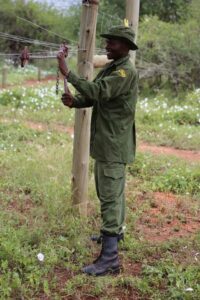Tsavo Trust Head Fencer Joshua Mumo during daily fence maintenance patrol in April 2024