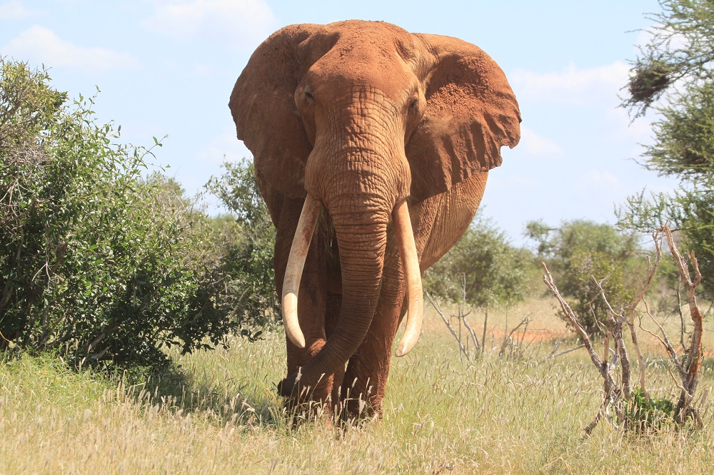 Abagantha Elephant Conservation