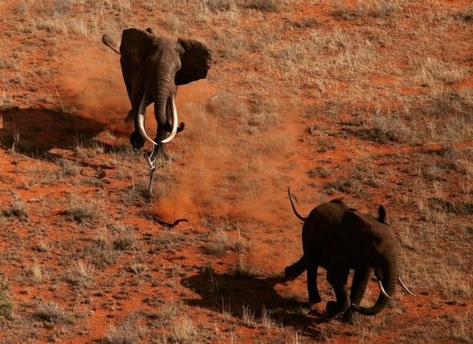 African Elephant Population Increase Or Decrease