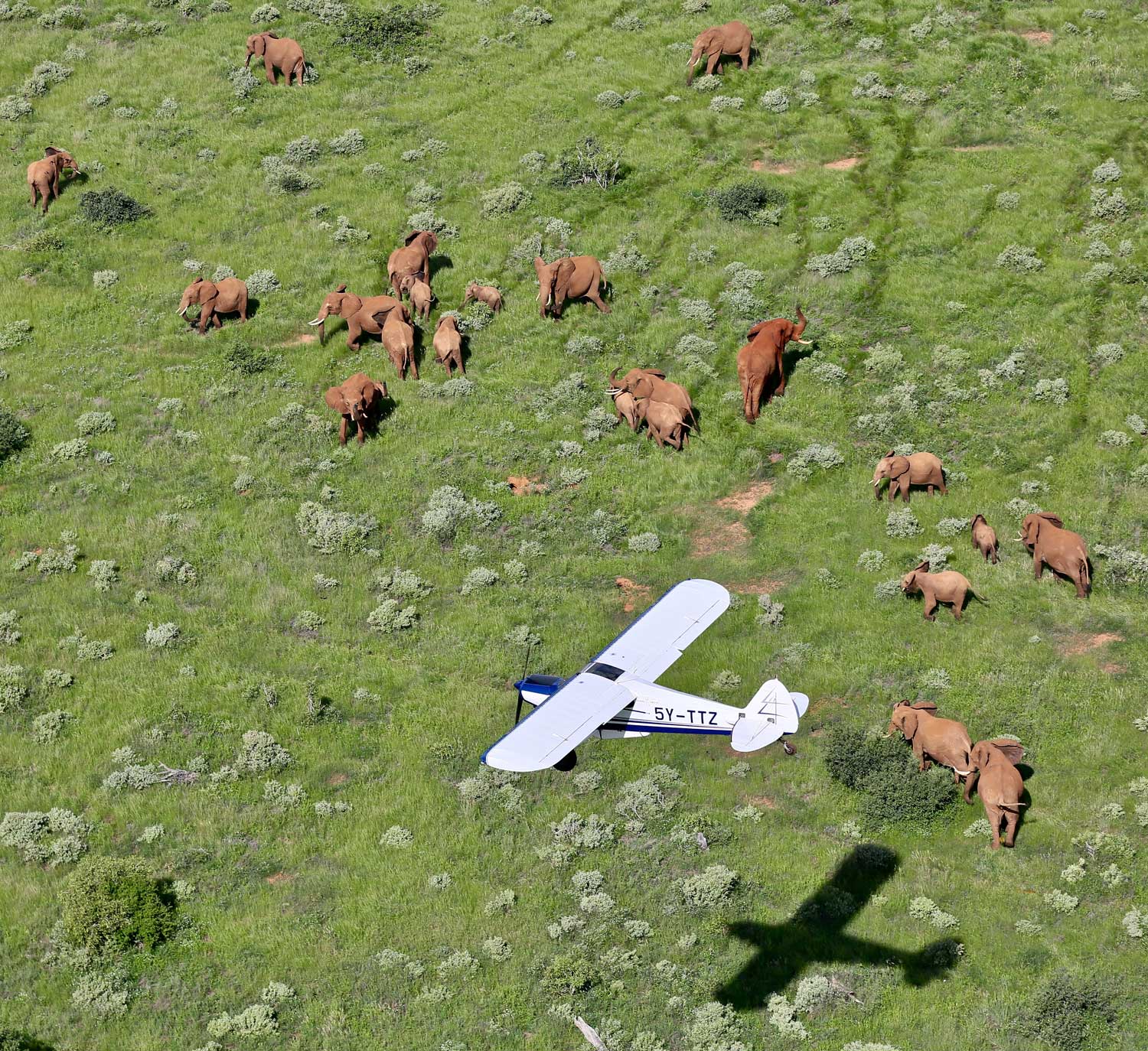 Aerial NRF & Eles Over Tsavo HR