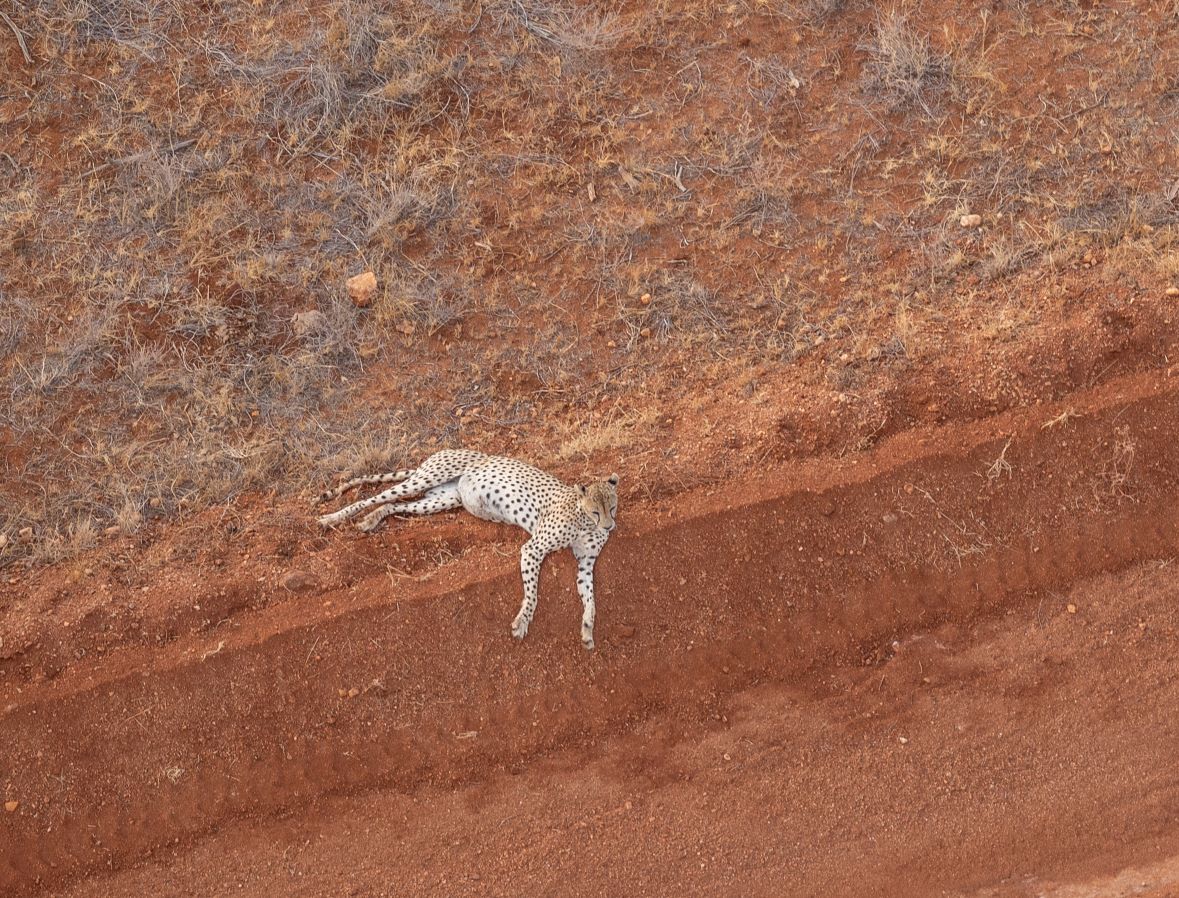 Cheetah Rare Animal In Tsavo