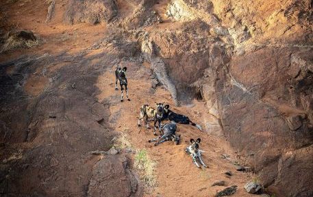 Conservation Big Five Painted Dog R