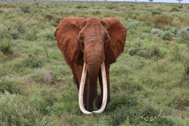 Dida Elephant Conservation