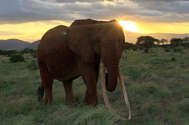 Dida Resize Poaching Kenya Conservation