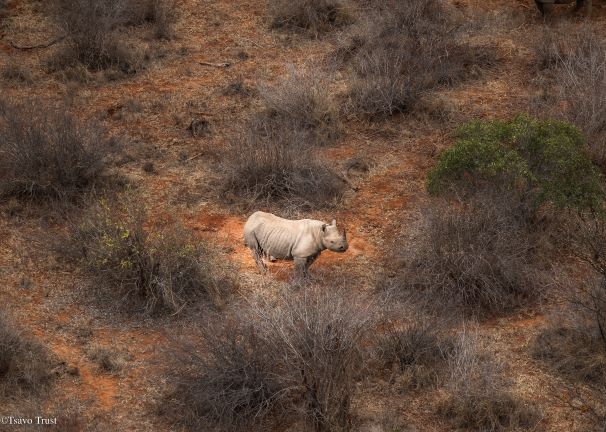 Drought Tsavo Conservation Wildlife