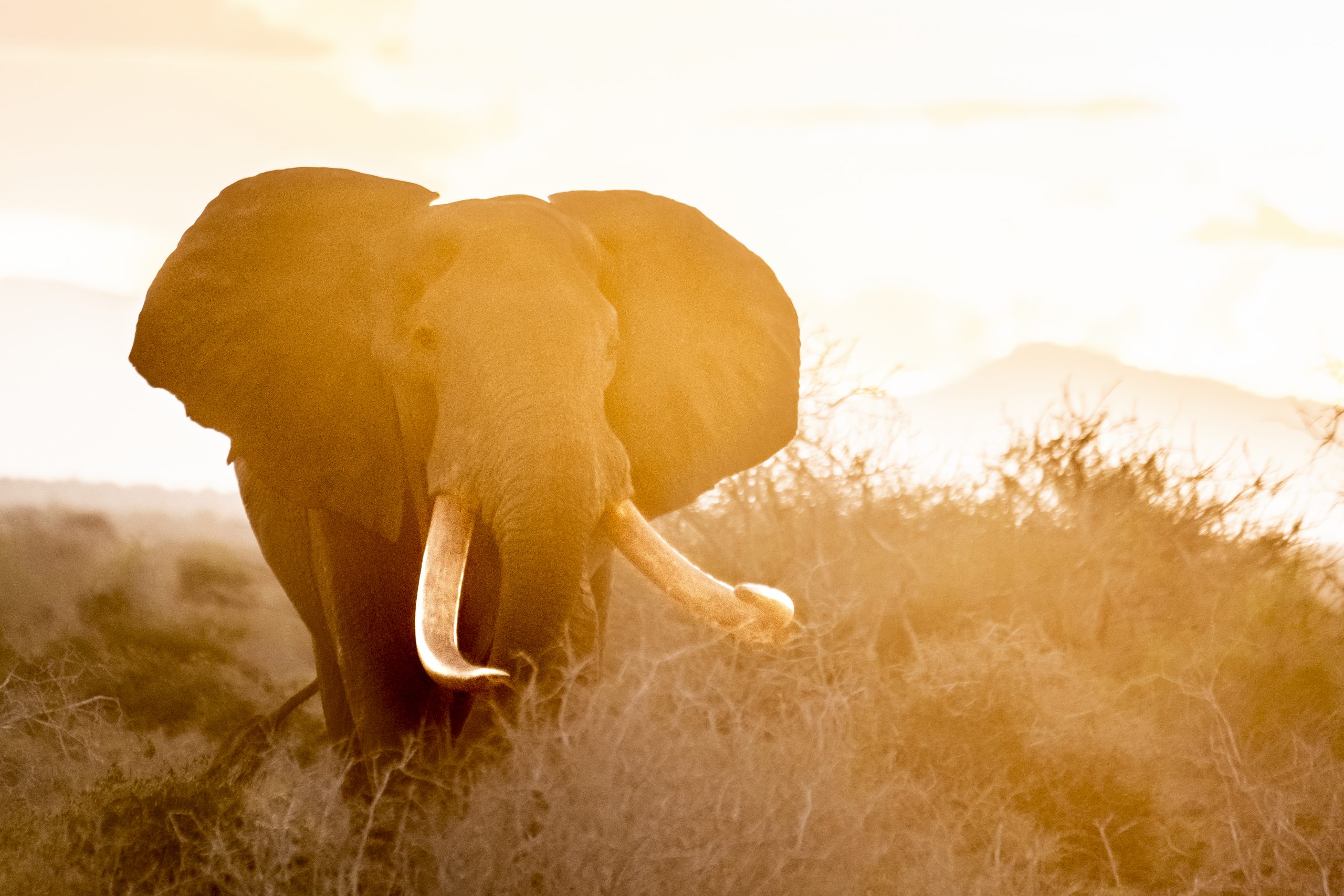 White Satao, Bull Tusker In East Tsavo National Park At Sunset