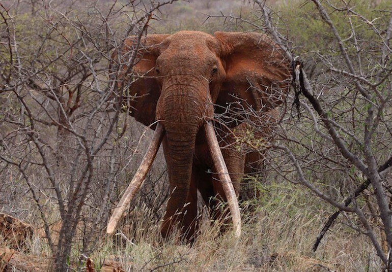 Ecosystem Elephant Conservation