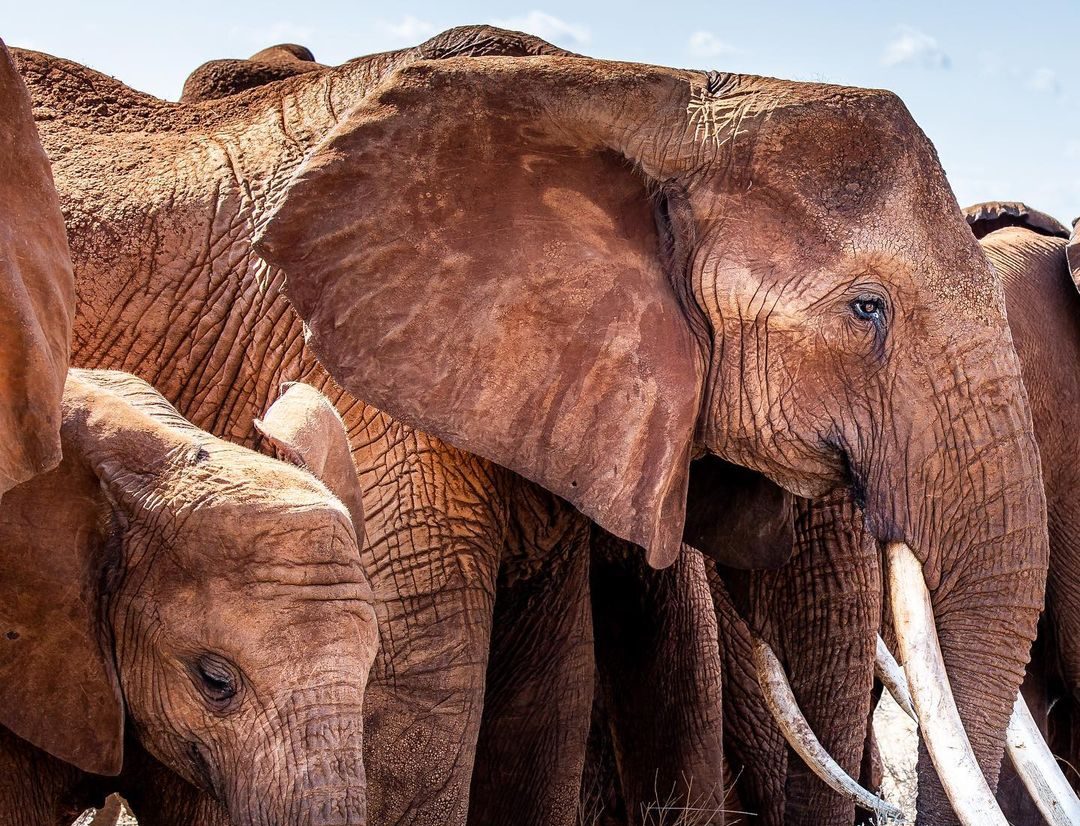 Elephant Conservation Facts
