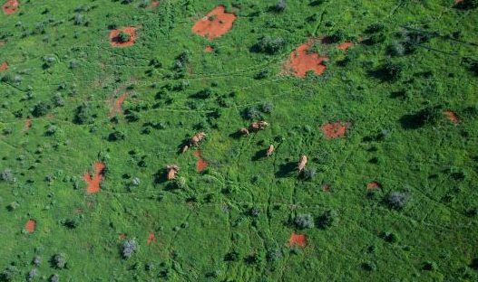 Elephant Conservation Green Resize