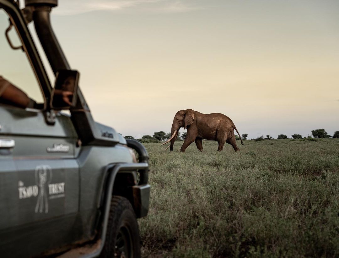 Elephant Conservation Kenya Census