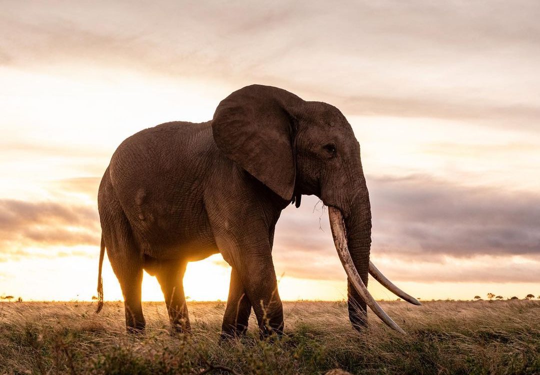 Elephant Conservation Kenya Thermal