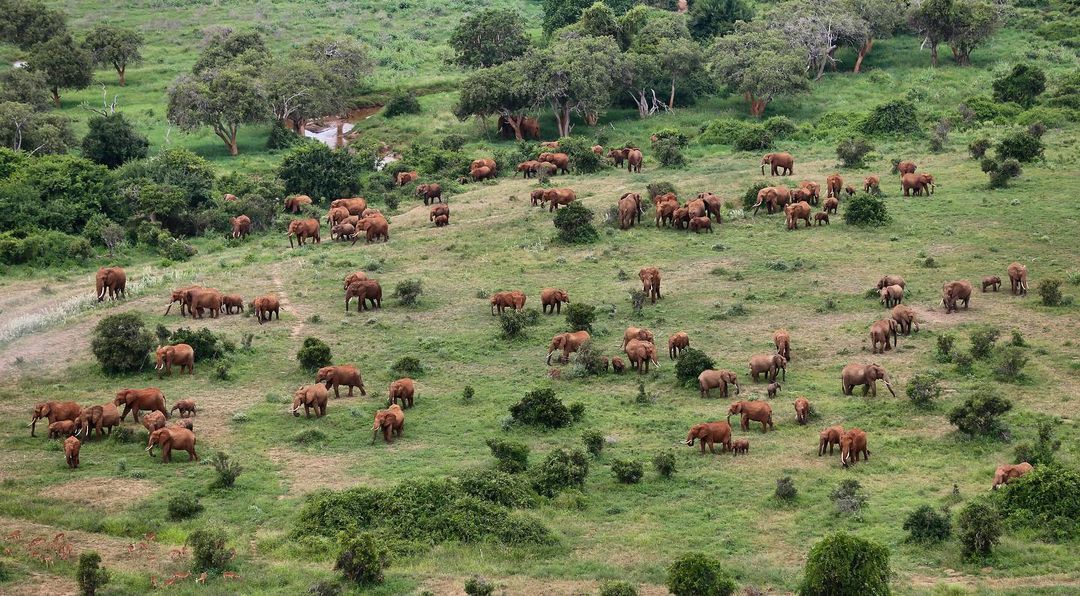 Elephant Conservation Poaching Kenya