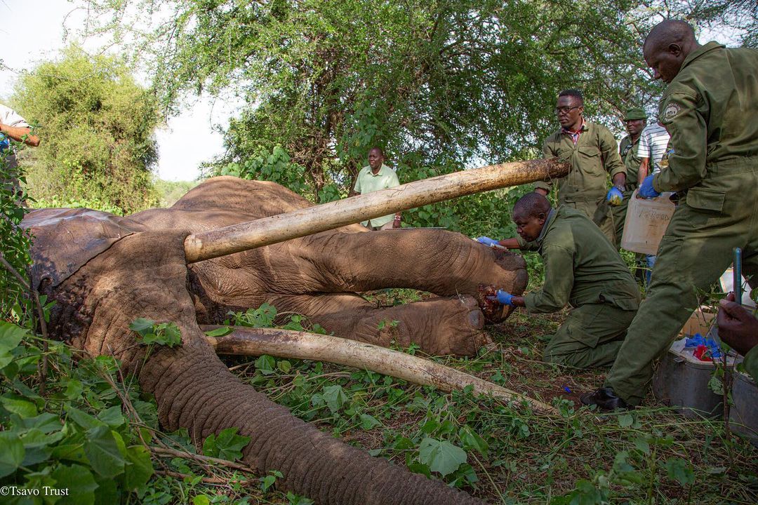 Elephant Conservation Poaching