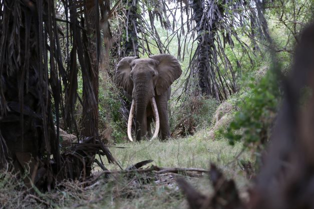 Elephant Conservation Stats Re