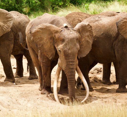 Elephant Conservation Wide Satao Body Language