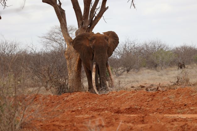 Elephant Drought Conservation