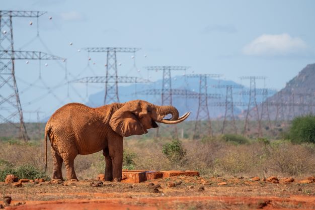 Elephant Evo Conservation