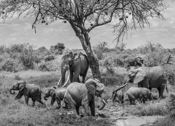 Elephant Poaching Tanzania Conservation