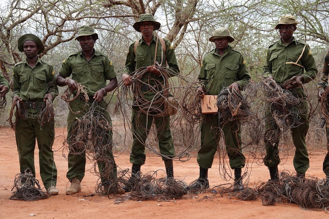 Elephant Poaching