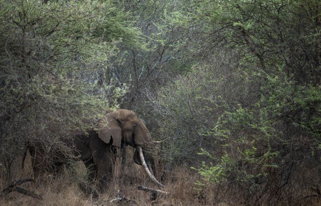 Elephant Symbiosis