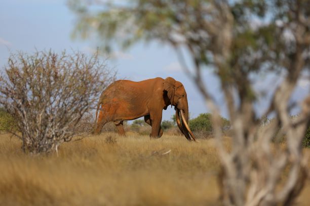 Elephant Conservation Kenya Resize