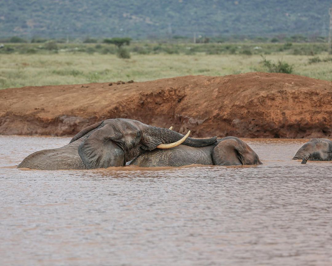 Elephant Anti Poaching Kenya