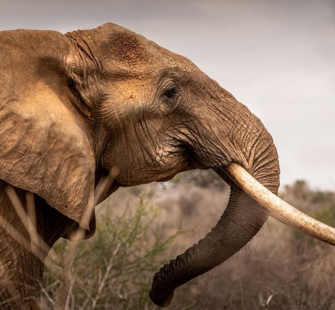 Elephant Conservation Female