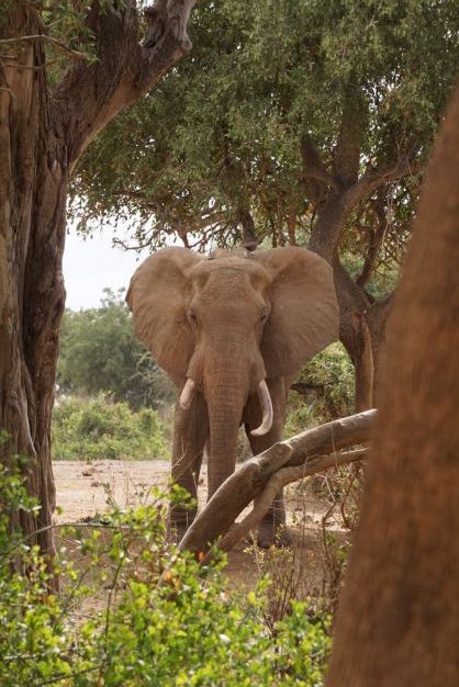 First Hand Drought Experience Elephant Kenya