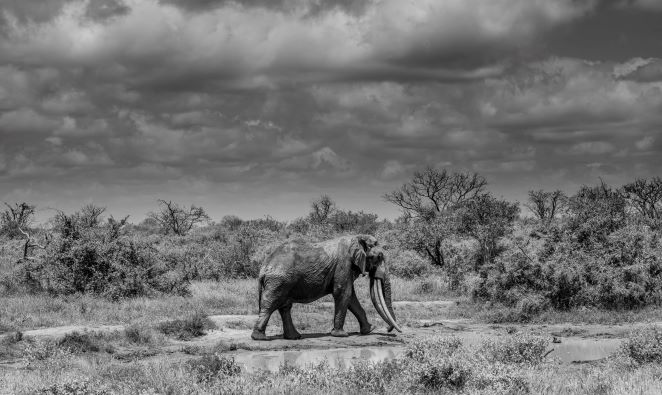Hec In The Modern Era History Elephant