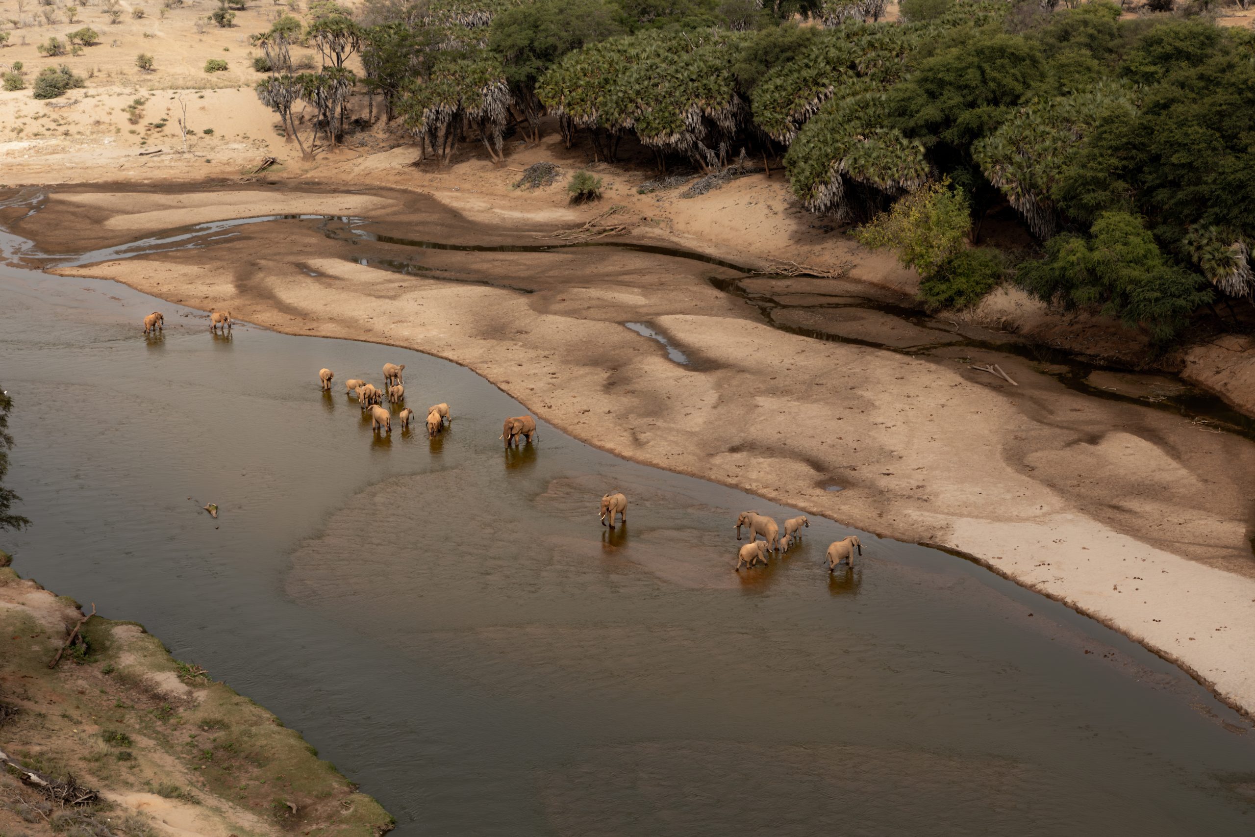 How Do Elephants Communicate With One Another