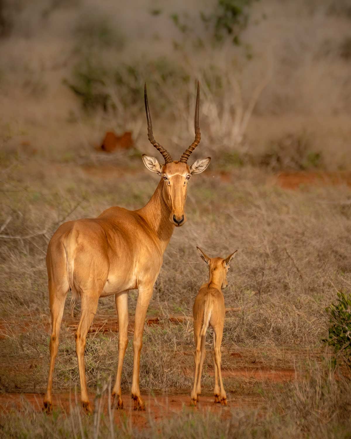 Hirola Female And Calf TENP