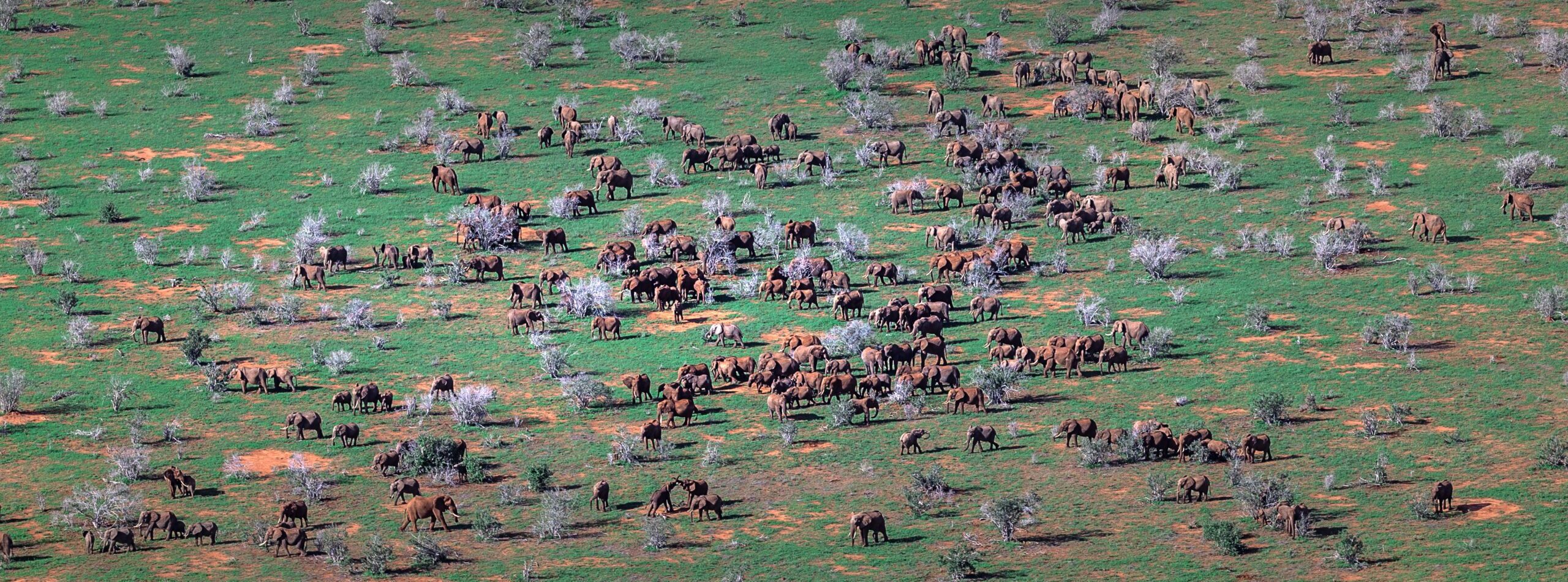 How Large Is An Elephant Herd