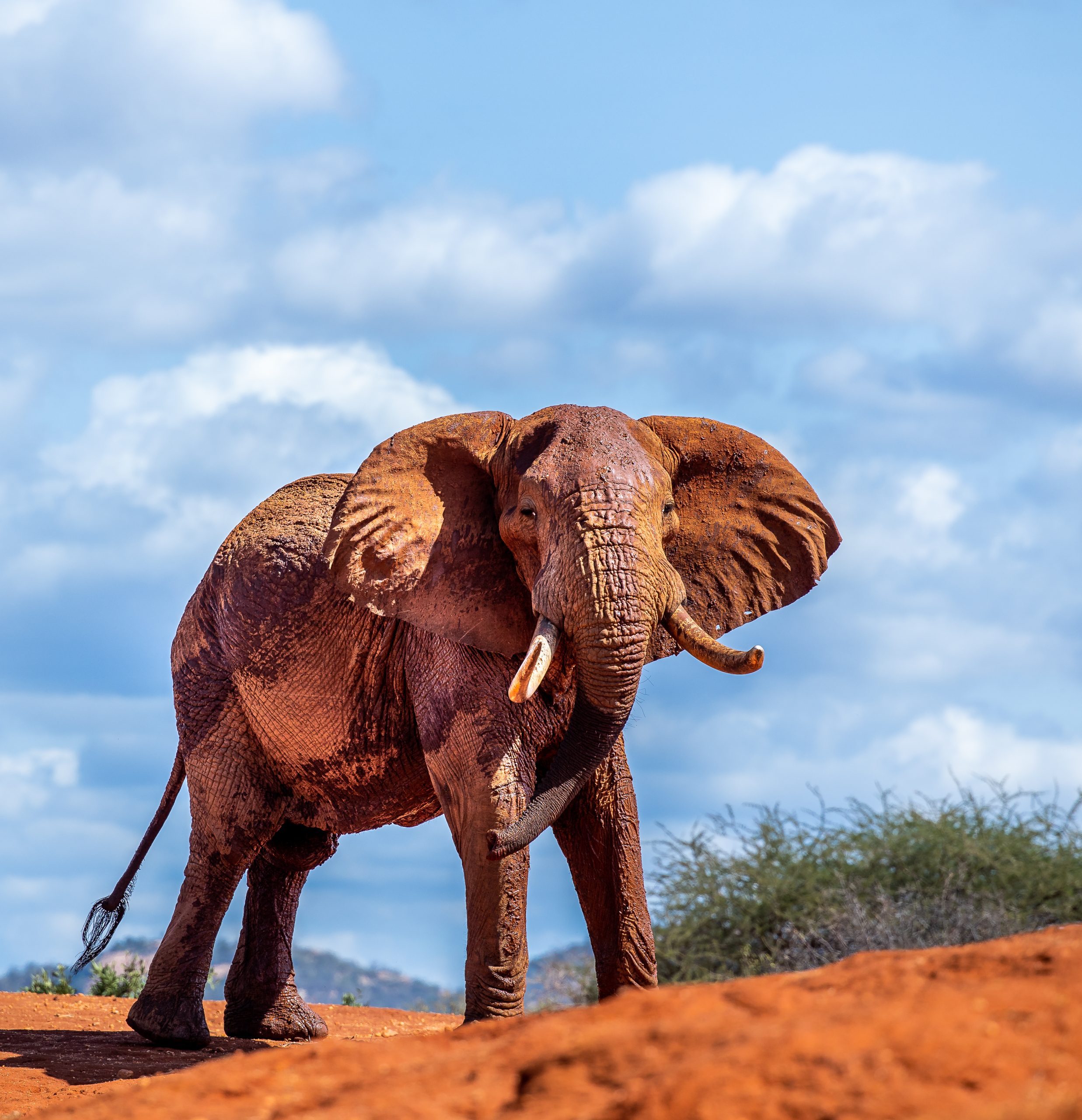 How Much Does An Elephant Weigh
