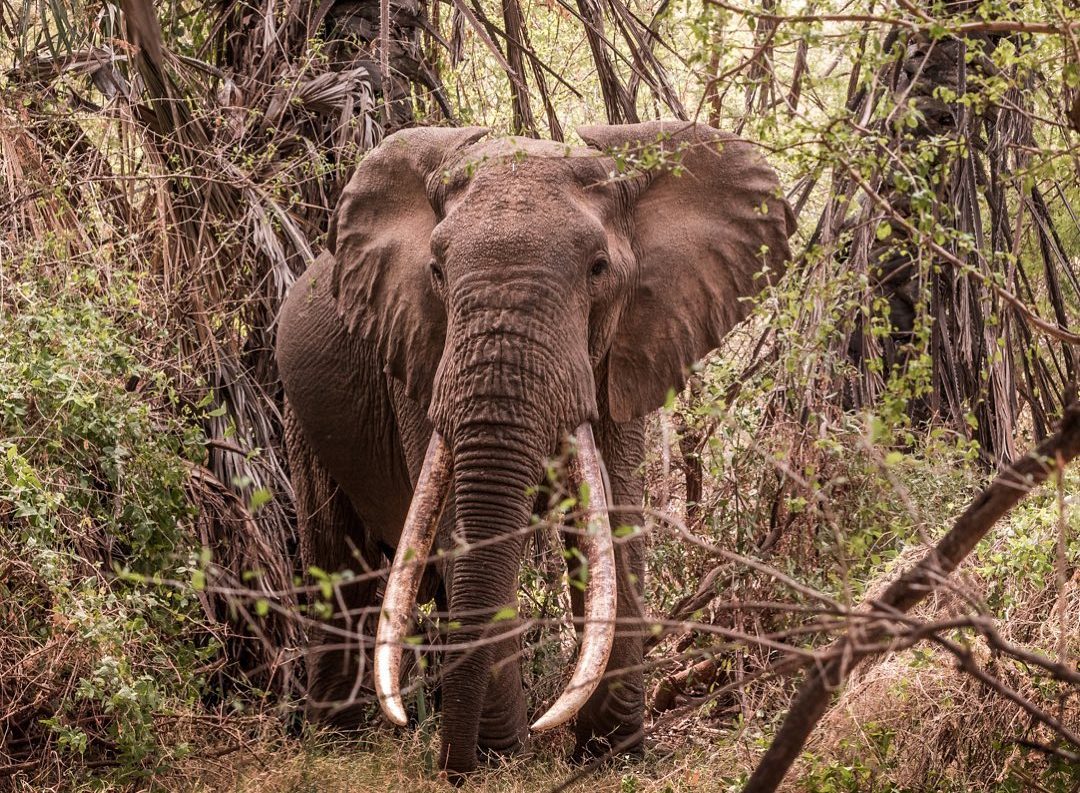 Human Elephant Conflict