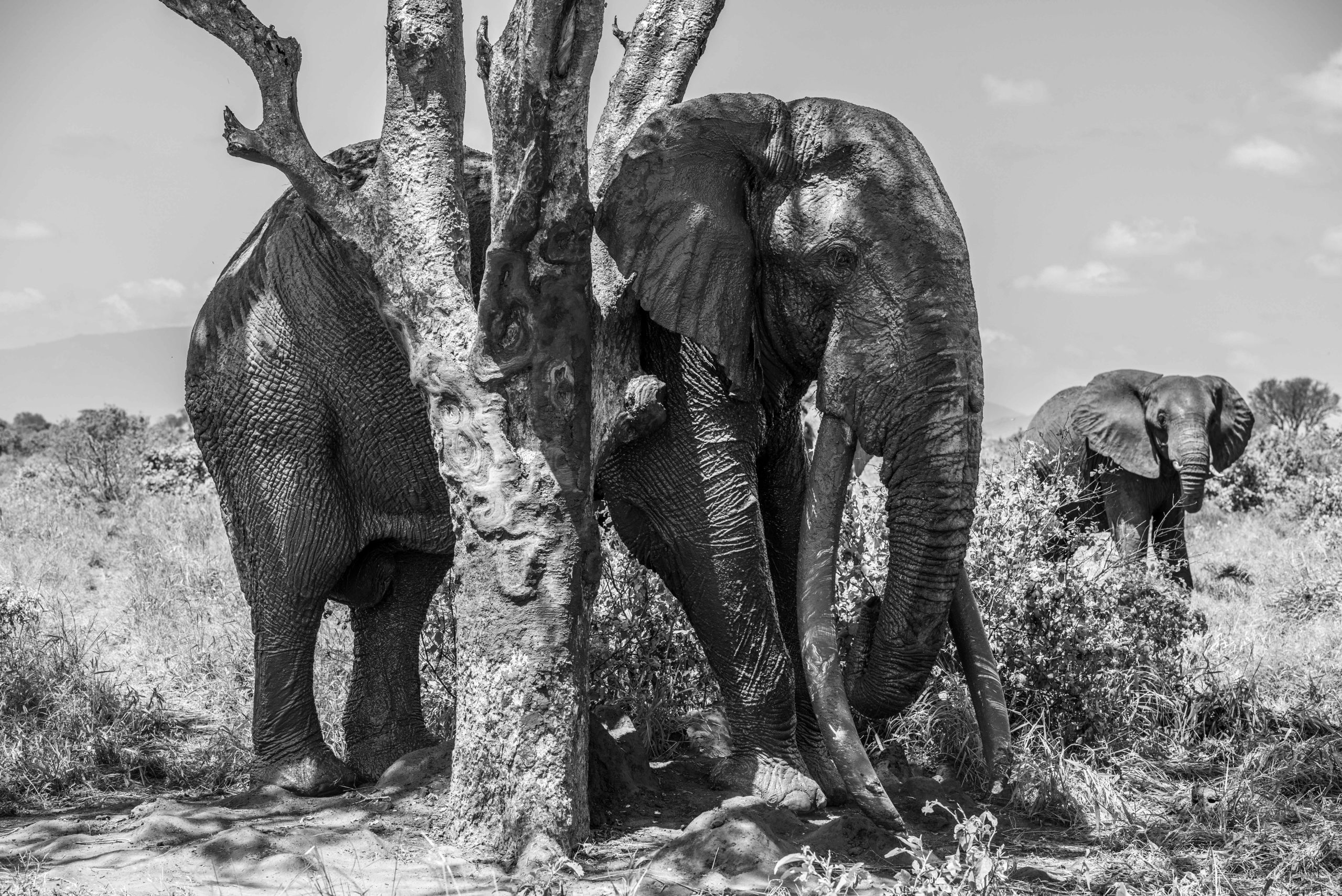 Inspiring Tsavo