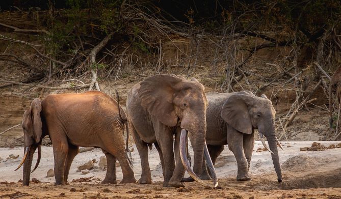 Life Of An Elephant Balguda Resize Conservation