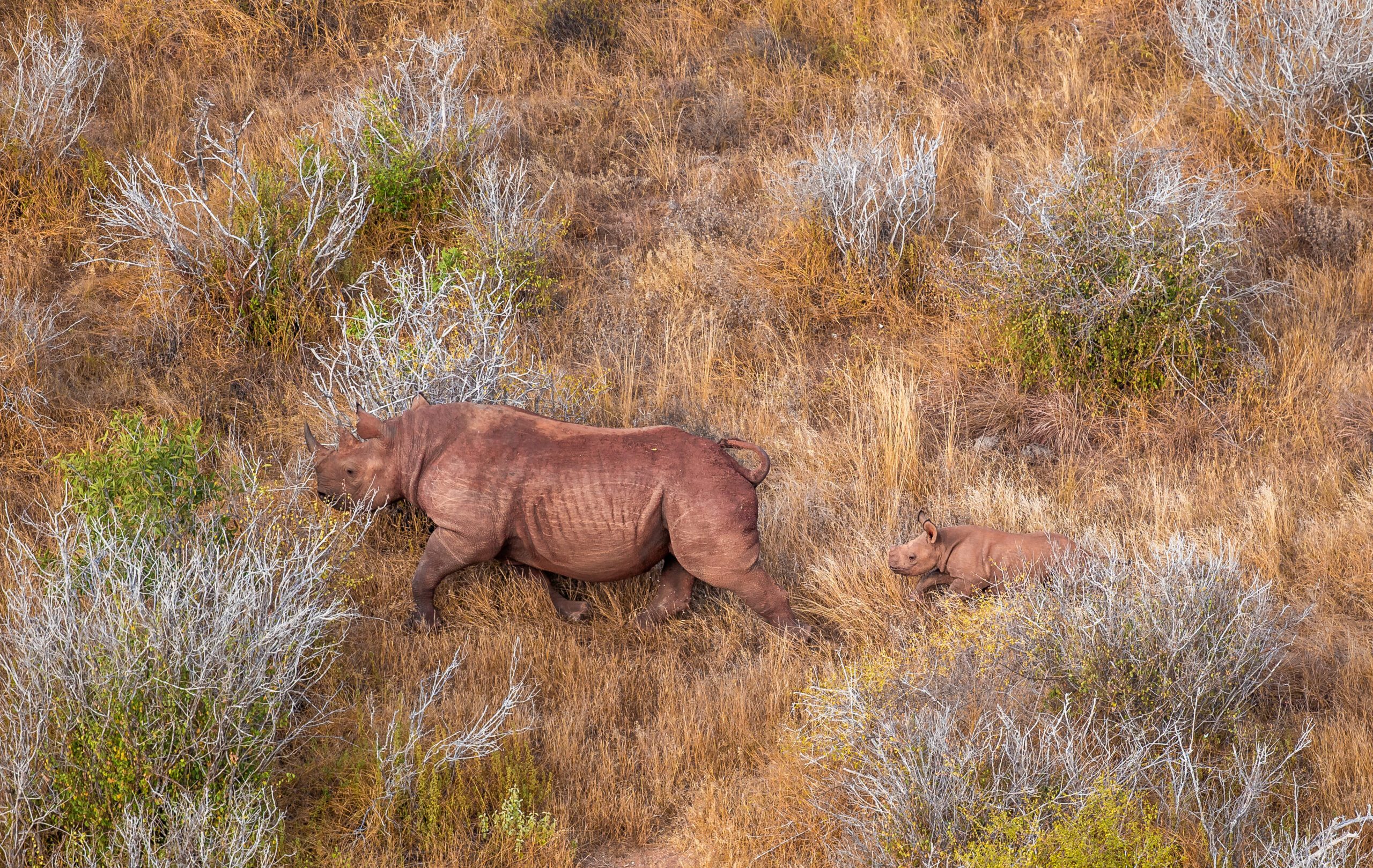 Life Cycle Black Rhino