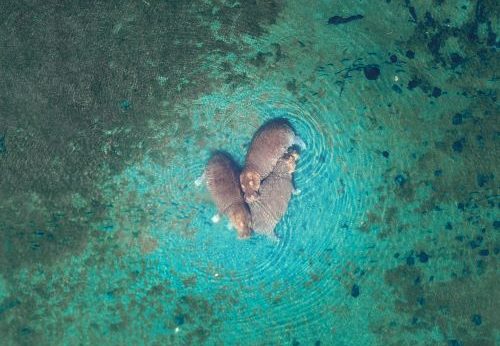 Mzima Springs Hippo Conservation
