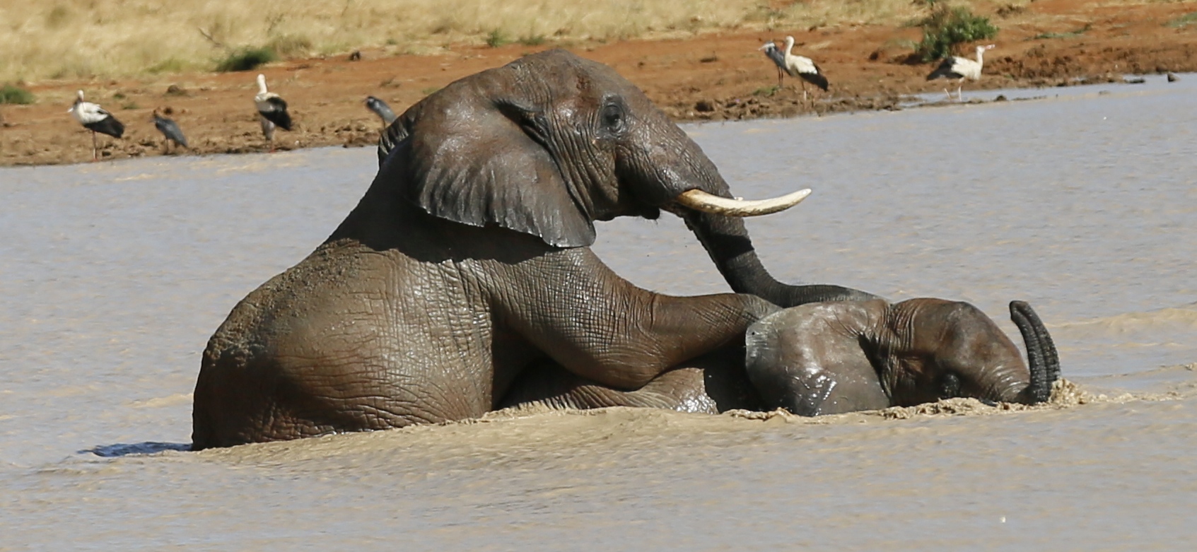 How do elephants mate?