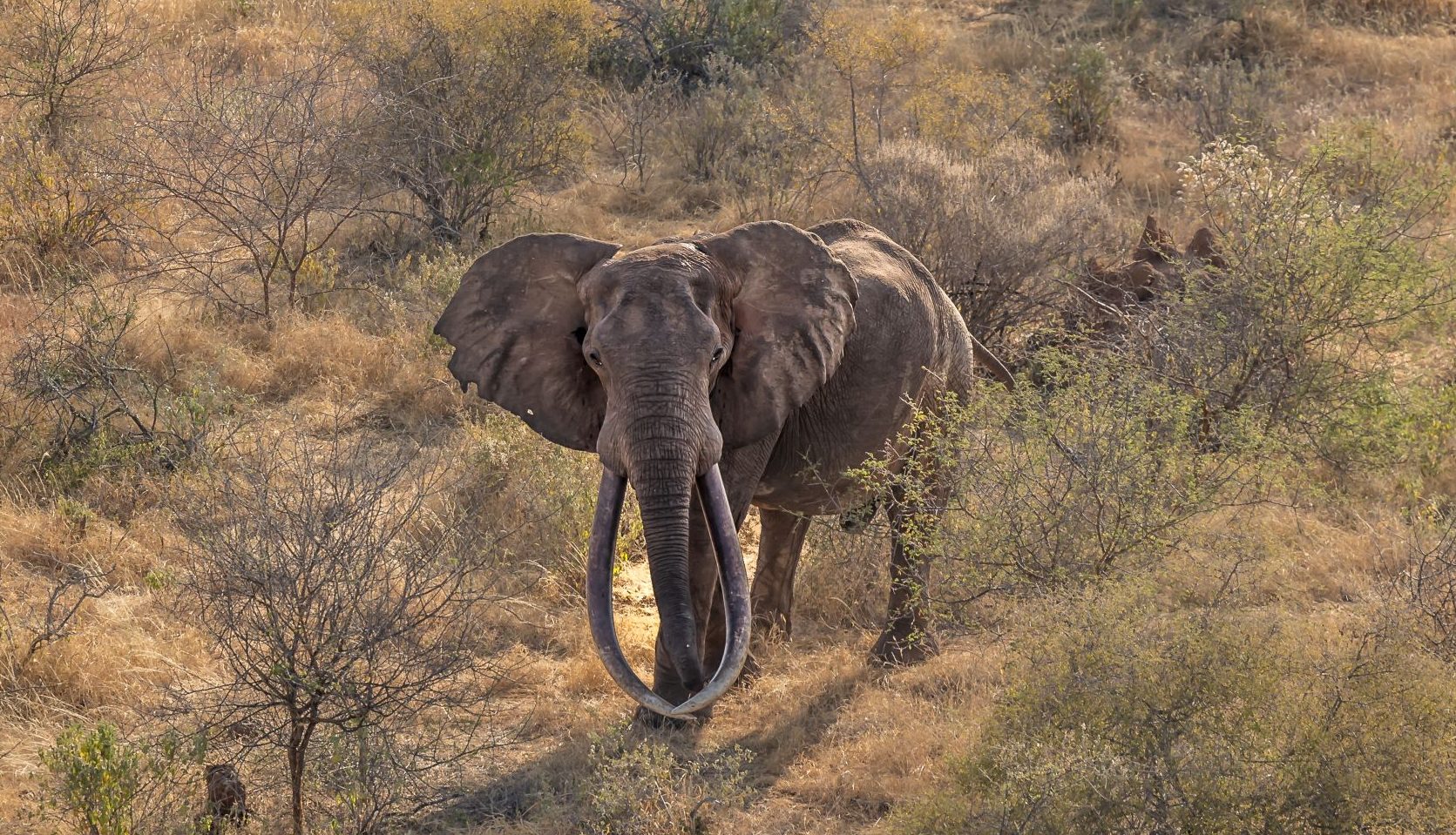 National Elephant Action Plan