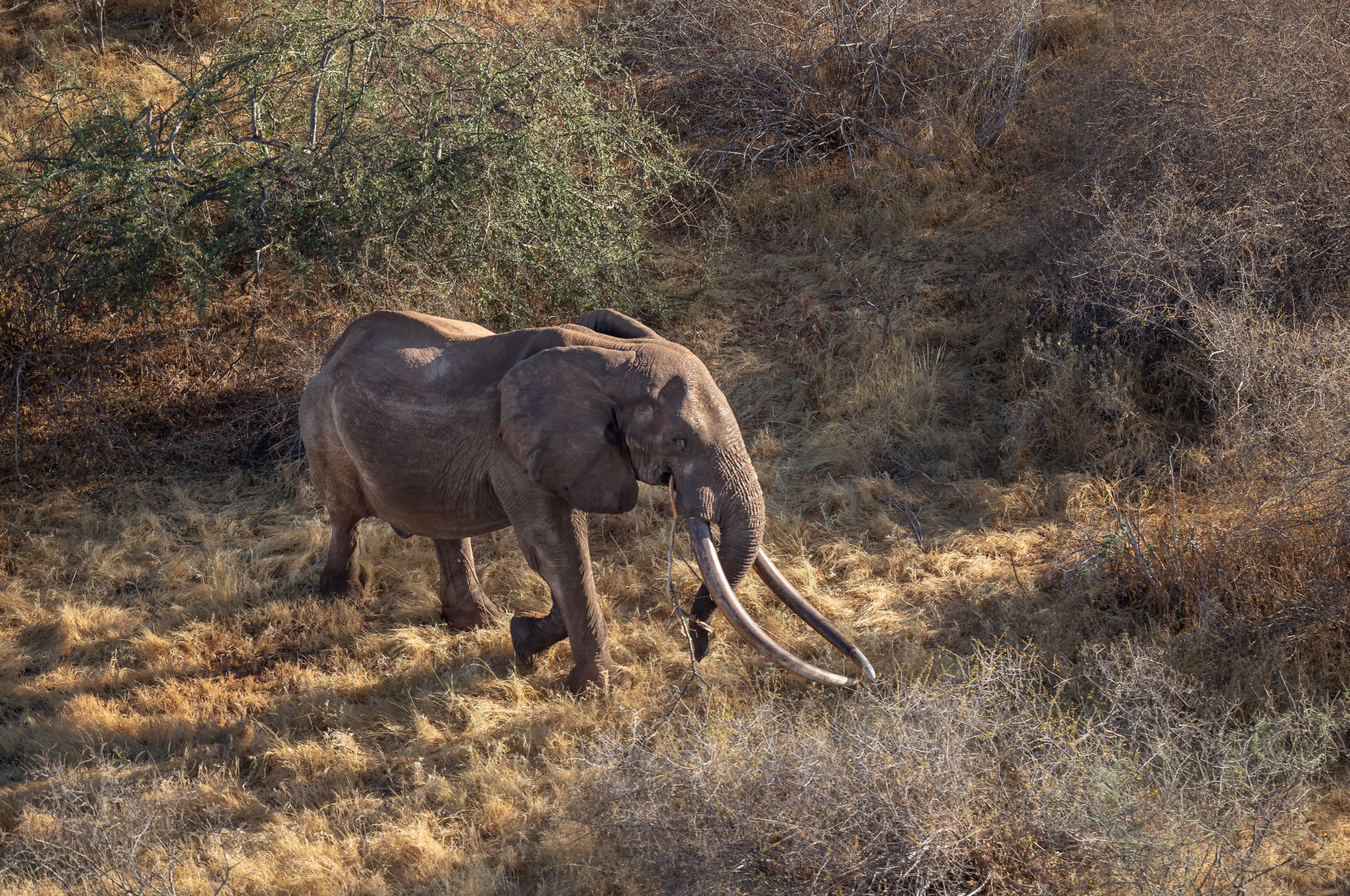 New National Elephant Action Plan