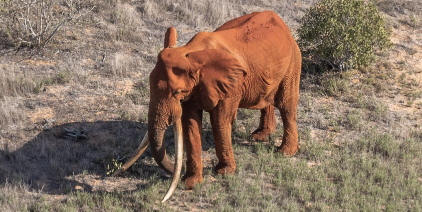 Big tusker