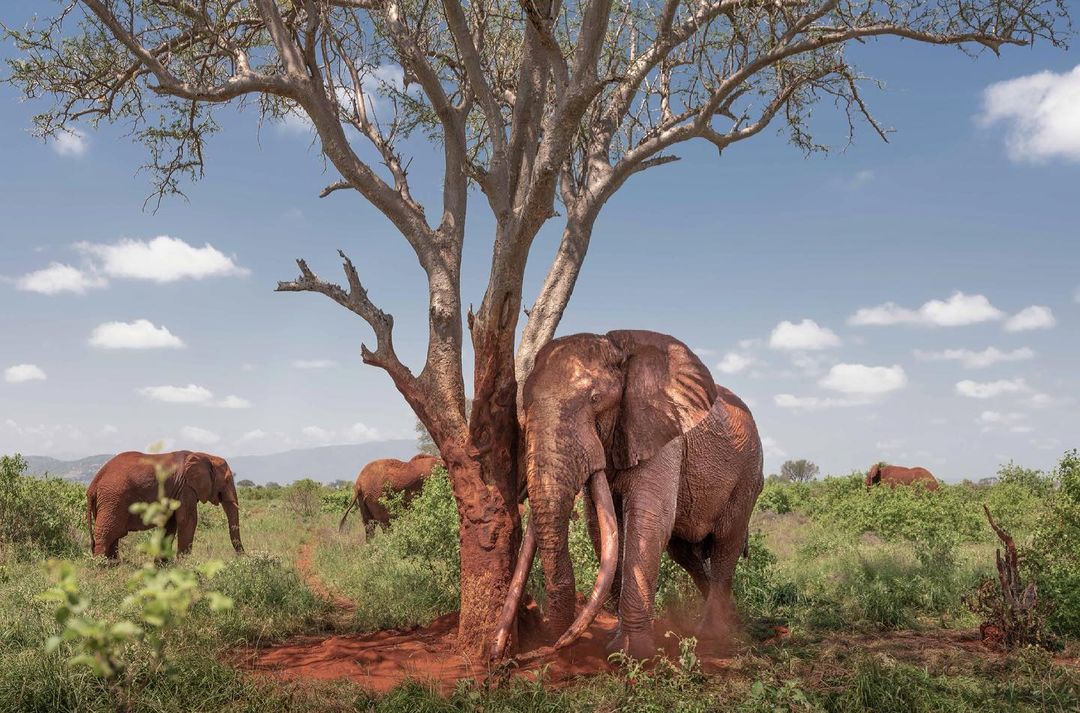 Poaching Africa