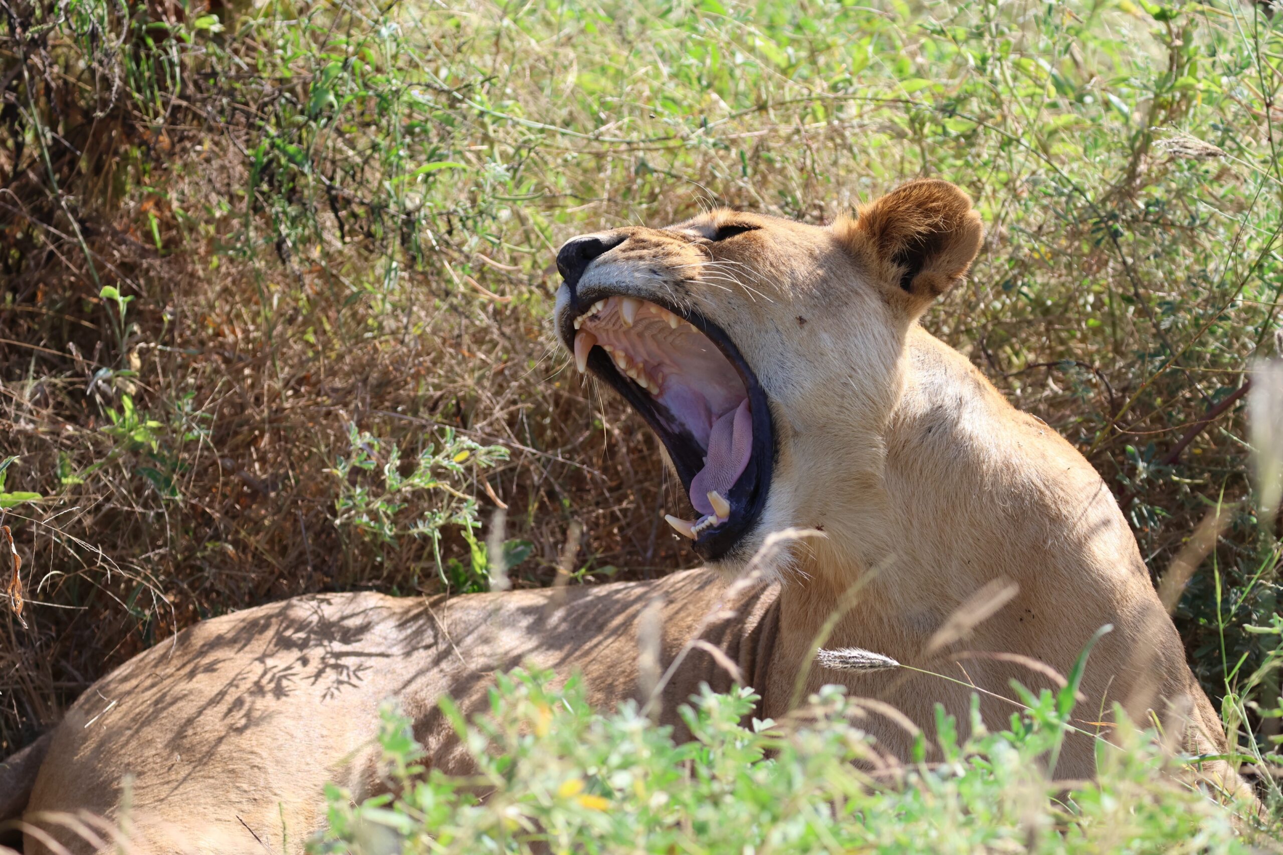 Predators Of Tsavo (1)
