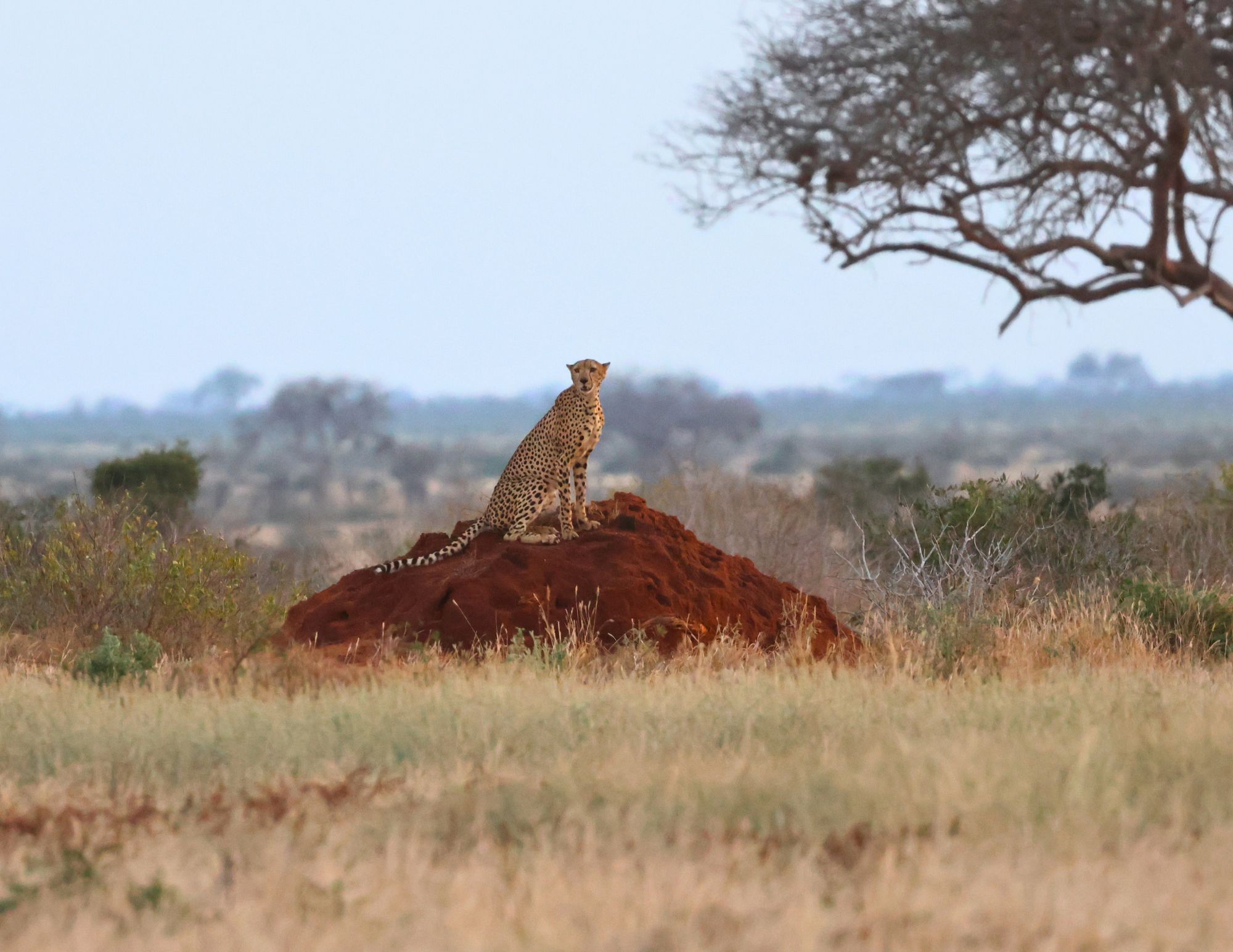 Predators Of Tsavo Cheetah
