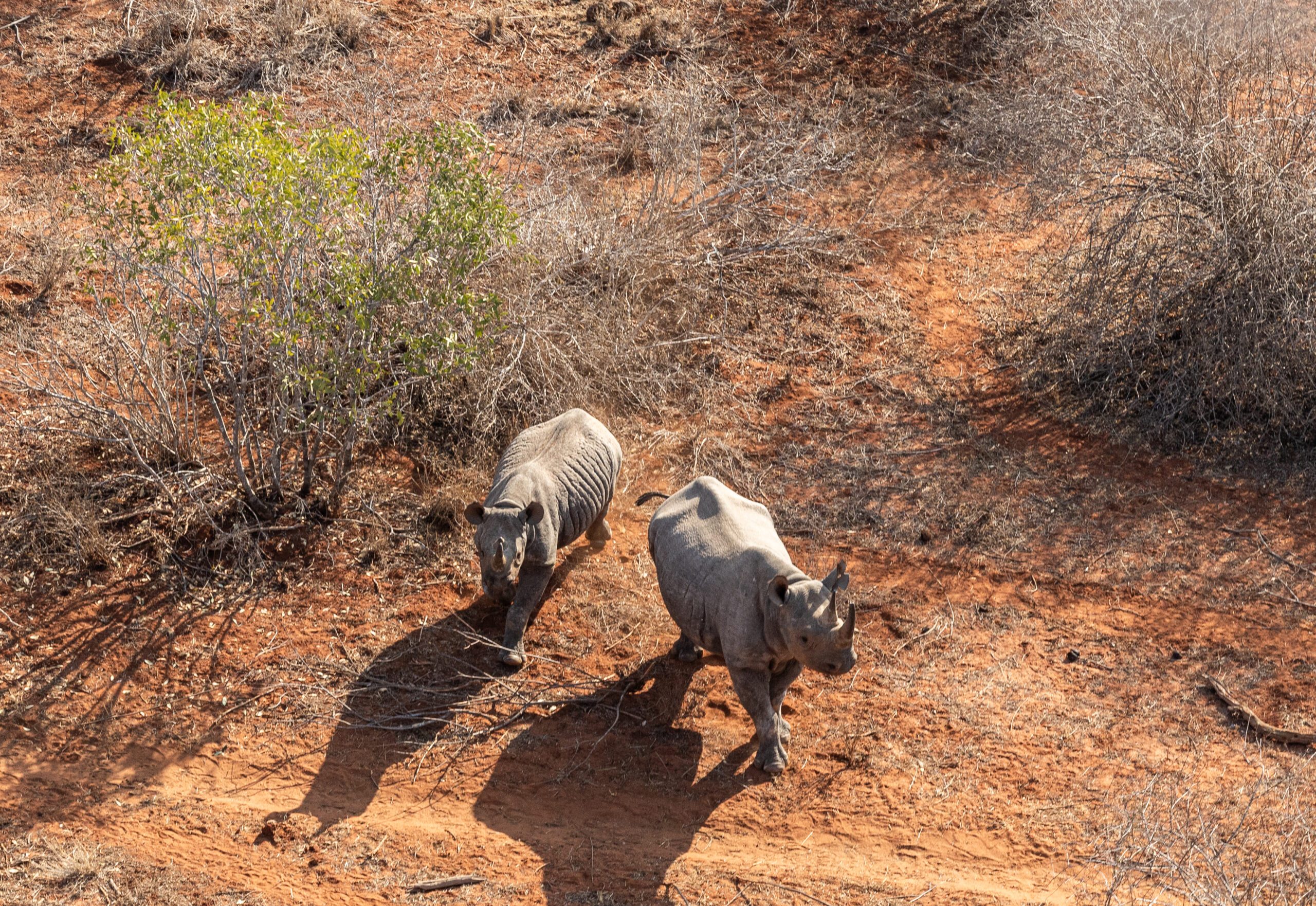 Rhino Translocation